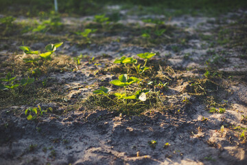 Strawberries mulching with grass in sandy soil at sunset.