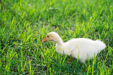 The yellow gosling walked to the grass, and the light shone from behind.