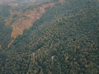 Beatiful forest ariel shoot in autumn