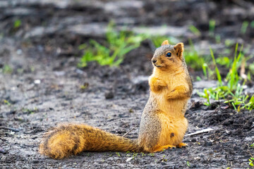 squirrel in the forest