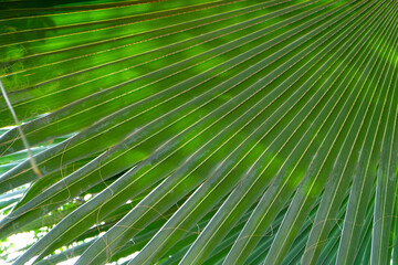 Obraz premium Tropical Green Leaf Surface background, close up details texture