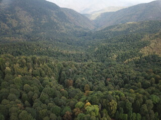 Beatiful forest ariel shoot in autumn