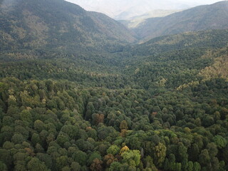 Beatiful forest ariel shoot in autumn