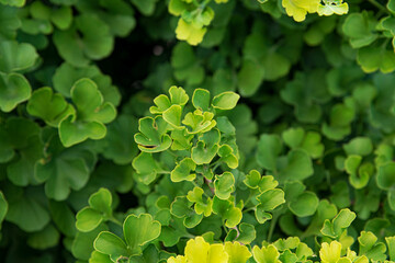 Fresh bright green ginkgo biloba leaves. Natural foliage texture background. Ginkgo tree branches in garden