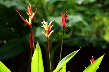 Bird of Paradise flower (Strelitzia reginae) in green background, Puerto De La Cruz, Tenerife