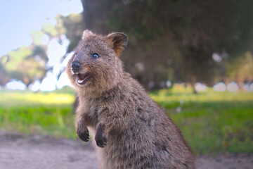 Smiling quokka - a small kangaroo living on Rottnest Island in Western Australia - 382981144