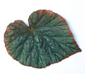 Green leaf Begonia on white background.