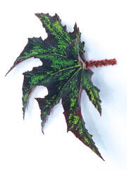 Green leaf Begonia on white background.