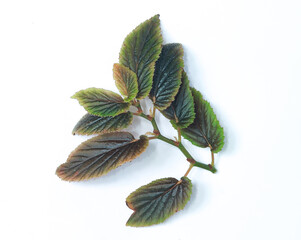 Green leaf Begonia on white background. 