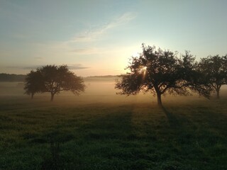 Fototapeta na wymiar sunset in the morning. Dawn in the apple orchard. 