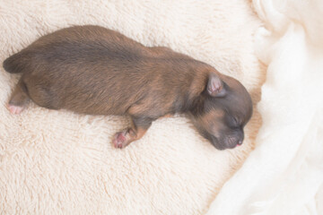 newborn dog sleeping time 