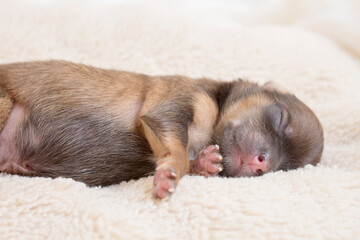 newborn dog sleeping time 