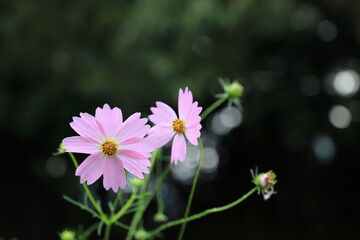 Obraz premium コスモス