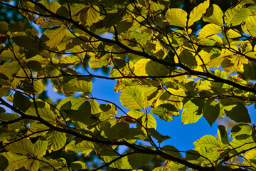 Baldachin aus goldgelben Herbstblättern © Thomas