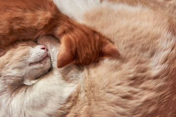 A cat sleeps with its kitten curled up in a ball.