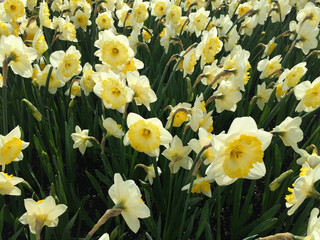 Obraz premium daffodils blooming in the garden, North Holland Netherlands