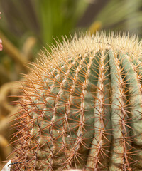 Close up of shaped cactus with long thorns.