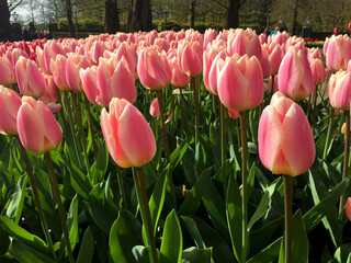 tulips blossom in the beautiful garden at spring time, North Holland Netherlands