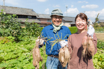 さつまいもの収穫をする日本人の夫婦