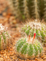 close up cactus. selective focus and blurred background.