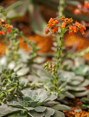 closeup cactus in the garden.
