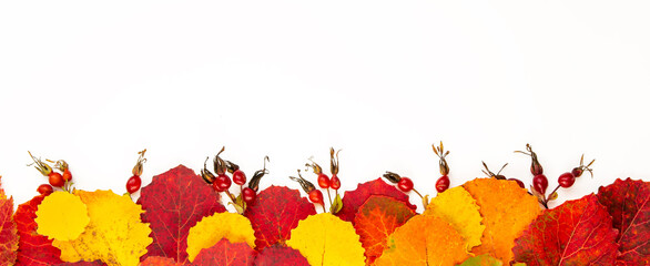 Autumn leaves and rose hips are located at the bottom on a white background. Autumnal isolated composition. Banner red and yellow leaves.