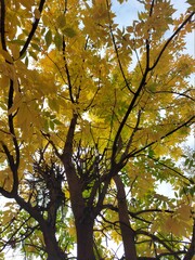 Leaves and the sky