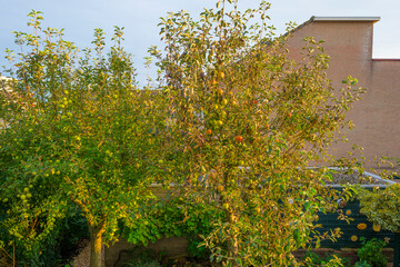 Fototapeta premium Apples in an apple tree cultivated in a garden in bright sunlight in autumn, Almere, Flevoland, The Netherlands, September 30, 2020
