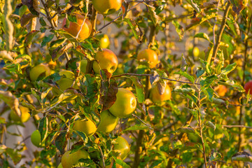 Apples in an apple tree cultivated in a garden in bright sunlight in autumn, Almere, Flevoland, The Netherlands, September 30, 2020