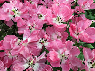 flowers blossom in the garden, North Holland Netherlands