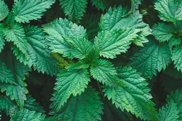 Naklejka na ściany i meble Common nettle bush outdoors. Urtica dioica. Stinging nettle plant. Herbal medicine concept. Foliage green background. Leaves pattern.
