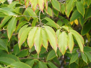 Heller grün behaart Blätter mit scharf doppelt gesägt braun rand von Hainbuchenblättrige Ahorn (Acer carpinifolium)