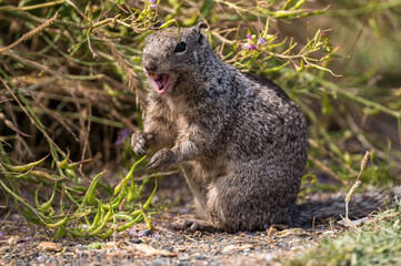 squirrel in the grass