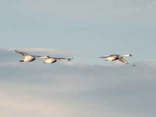 Fototapeta na wymiar Drei weiße Schwäne (Cygnus) im Flug in Seitenansicht vor hellblauem Himmel mit leichten Wolken