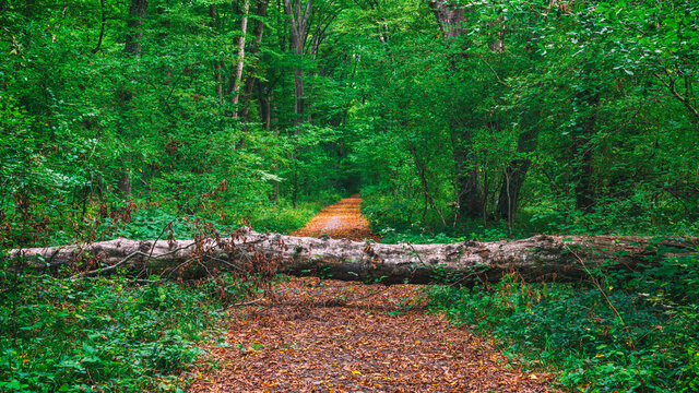 A fallen tree in forest blocked way