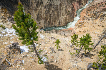 grand canyon of the yellowston from the north rim, wyoming, usa