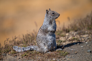 squirrel on a rock