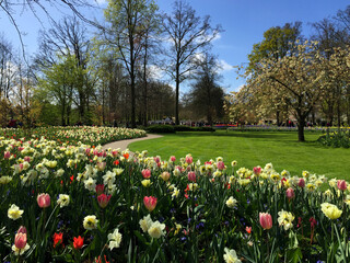 tulips blossom in the beautiful garden at spring time, North Holland Netherlands