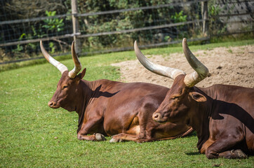 Herd of Ankole-Watusi resting on the ground in a farm under the sunlight