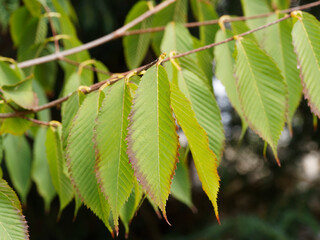 (Acer carpinifolium) Hainbuchenblättrige Ahorn mit eiförmig, herzförmig, grün Blätter, heller grün Unterseite mit sharf gesägt Blattrand