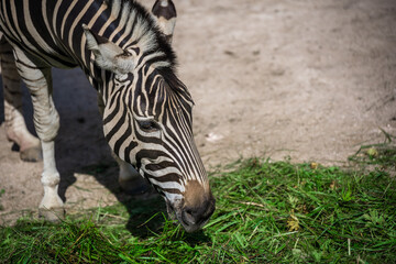Closeup of zebra at the zoo