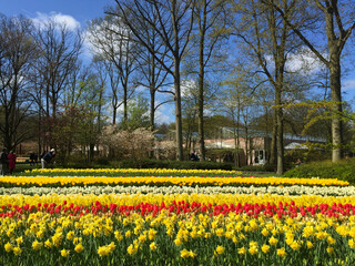 Fototapeta premium tulips blossom in the beautiful garden at spring time, North Holland Netherlands