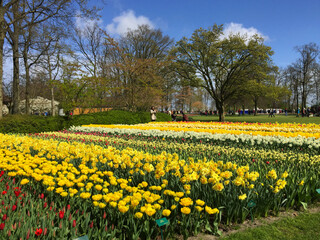 Fototapeta premium tulips blossom in the beautiful garden at spring time, North Holland Netherlands