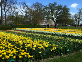 Fototapeta premium tulips blossom in the beautiful garden at spring time, North Holland Netherlands