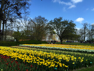 tulips blossom in the beautiful garden at spring time, North Holland Netherlands