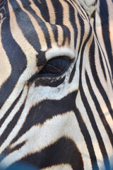 Fototapeta na wymiar Close up of a zebra eye