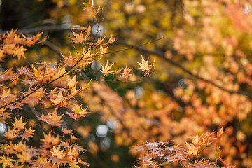 日本の秋の風景