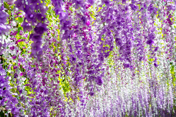 Naklejka premium Beautiful hanging purple flower tunnel at Cherntawan International Meditation Center in Chiang Rai, Thailand