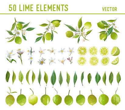 Vintage Lime Design Elements. Citrus Fruits, Flowers, Leaves, Lemons Illustration Set. Watercolor Vector Style Limes
