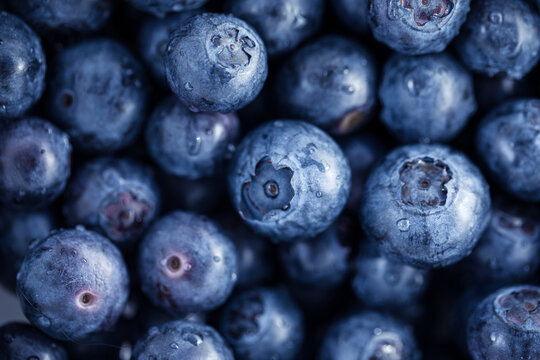 Fresh,dewy, ripe blueberries